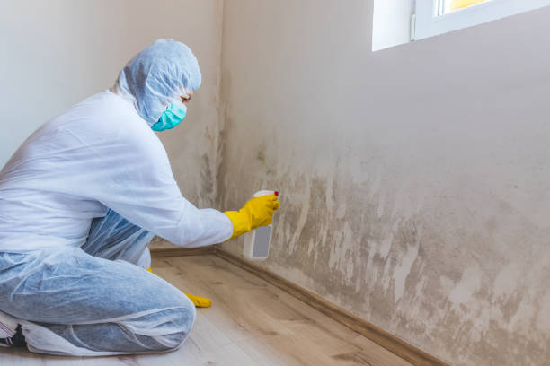 Licensed Black Mold Removal service in Great Falls, VA - WQB Mold Removal