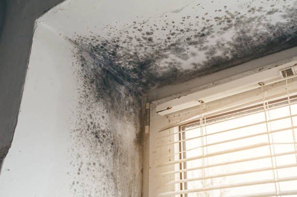 Affordable Black Mold Removal solutions in Great Falls, VA